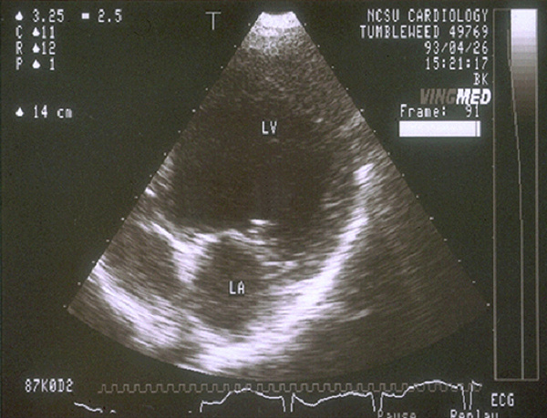 ultrasound_examination-1 ultrasound_examination-1