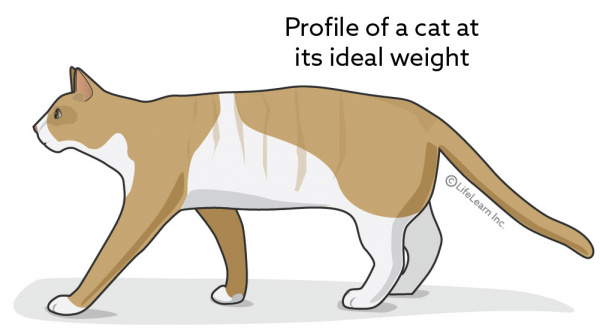slimcat_side_view_orange_2018-01 slimcat_side_view_orange_2018-01
