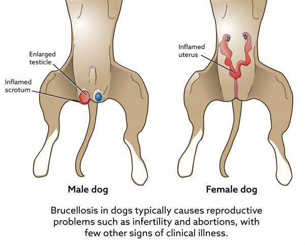 dog_m_and_f_brucellosis_ventral_view_20182-01