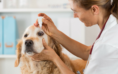 Blepharitis in Dogs
