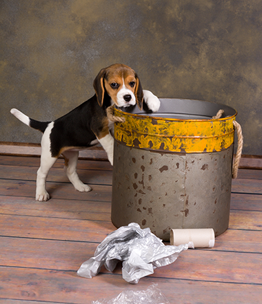 can a bladder infection cause vomiting in dogs