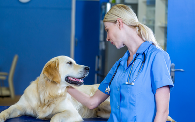Thyroid Hormone Testing in Dogs