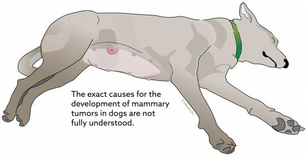 what does a cancerous lump feel like in a dog