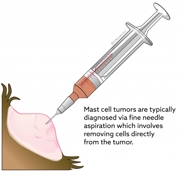 are mast cell tumors in dogs painful