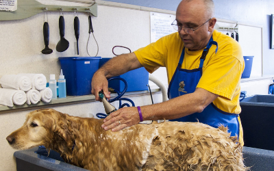 dog_bath_3 dog_bath_3