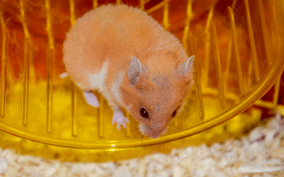 nearest hamster shop