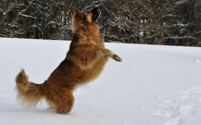 Top 10+ cosequin side effects in dogs 4 Glucosamine Chondroitin Combination | VCA Animal Hospital
