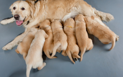 why dogs eat their newborn puppies