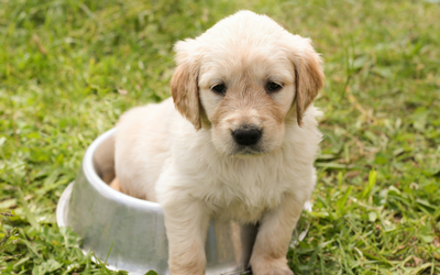 what does weaning a puppy mean