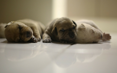 weaning your puppy