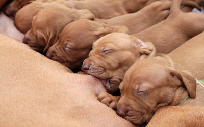birth_to_weaning_puppies_feeding_1