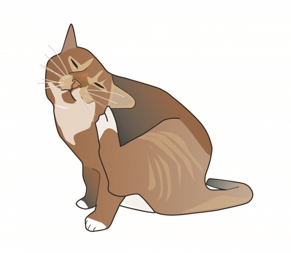 Top 10+ do cats have seasonal allergies 2 Allergies in Cats | VCA Animal Hospital
