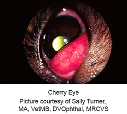 cherry_eye-1_-_2009