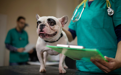 do dogs really need a annual exam