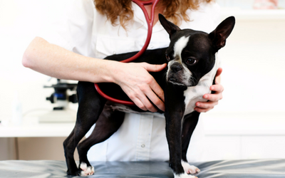 Wellness Examination in Dogs