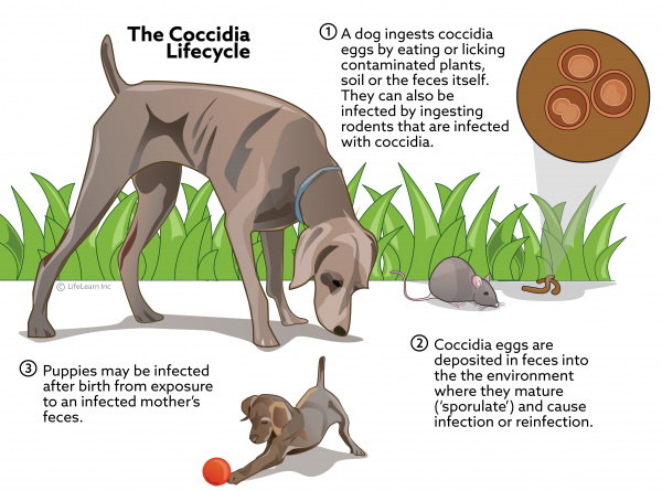 what are the symptoms of coccidia in dogs