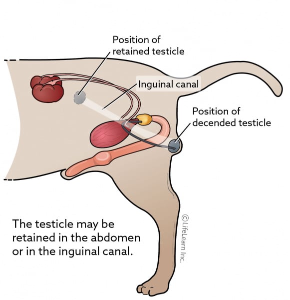 Of one testicle only side having effects Losing a