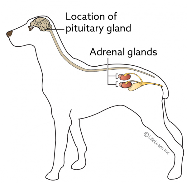 Cushing's Disease In Dogs | VCA Animal Hospital