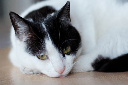 The list of 10+ natural asthma relief for cats 1 Asthma and Bronchitis in Cats