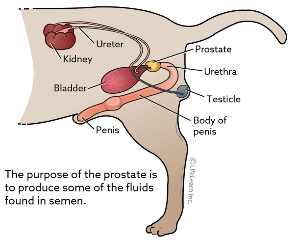 is prostate cancer in dogs treatable