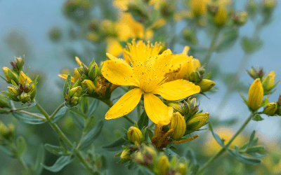 St. John's Wort | VCA Animal Hospital