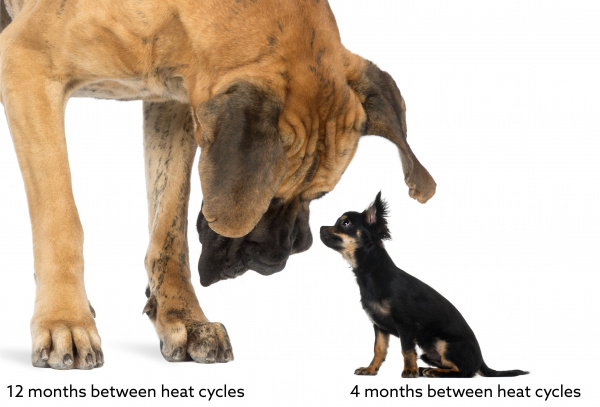 can a dog go into heat after giving birth