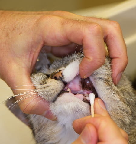 cat toothpaste canada