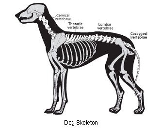 veterinary_chiropractic_care-1 veterinary_chiropractic_care-1