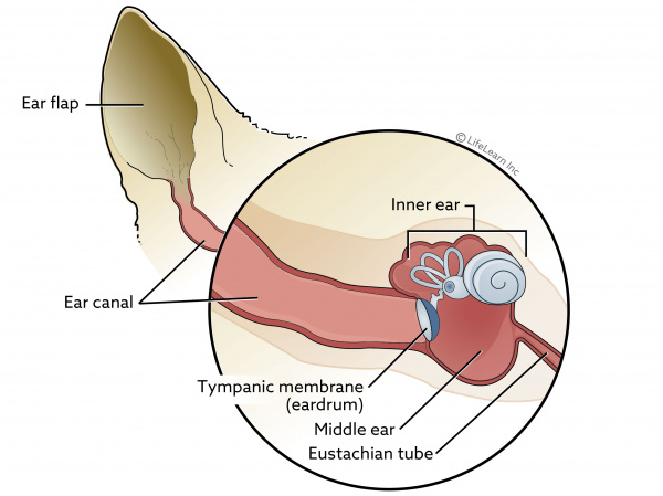 how to diagnose an inner ear infection in dogs