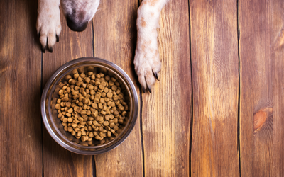how many grams of protein does a dog need per day