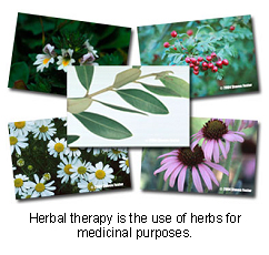 veterinary_herbal_therapy-1