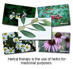 veterinary_herbal_therapy-1 veterinary_herbal_therapy-1