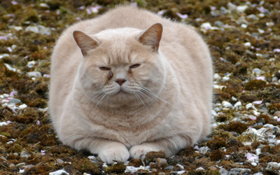 Overweight, Obesity, and Pain in Cats: Overview