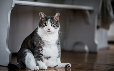 Overweight, Obesity, and Pain in Cats: Prevention and Action Plans