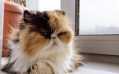 How to Recognize Pain in Aging Cats