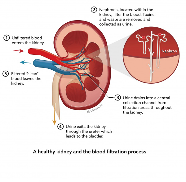 kidney_function_steps_chronic_disease_2018-01 kidney_function_steps_chronic_disease_2018-01