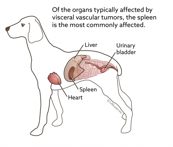 what happens when a dog has an enlarged spleen