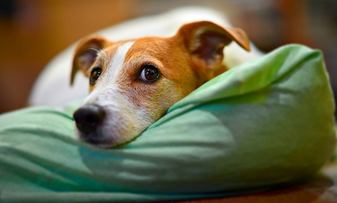 Canine Influenza: The Dog Flu