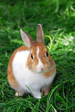 neutering-in-rabbits neutering-in-rabbits