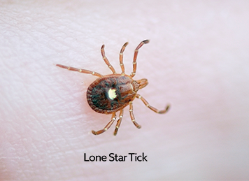 Top 20+ how long can a tick live without a host 9 Ticks in Dogs | VCA Animal Hospital