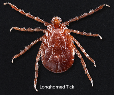 Ticks In Dogs Vca Animal Hospital
