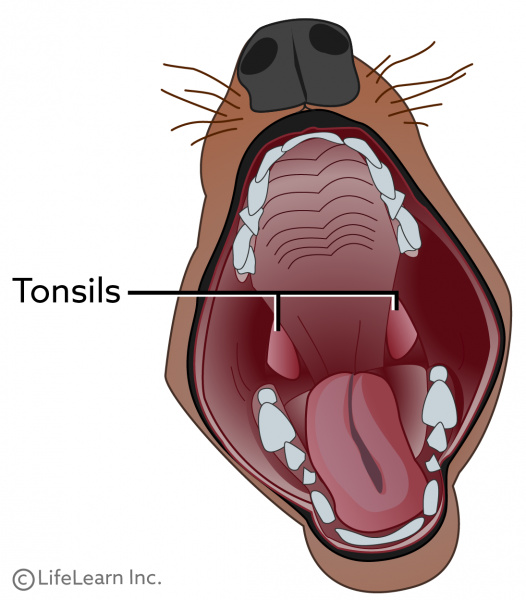 can dogs catch strep throat