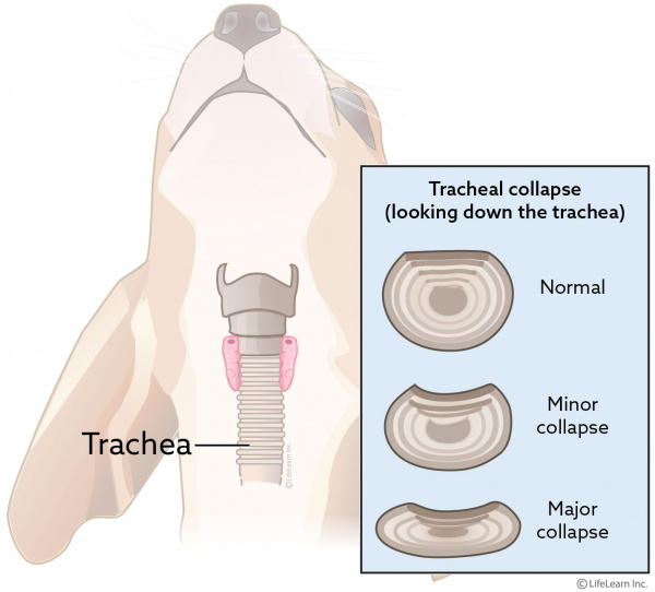 best dog food for collapsed trachea