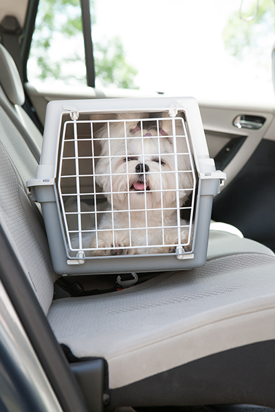 Road Trips and Car Travel With Your Dog