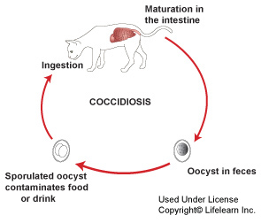 coccidiosis_lifecycle