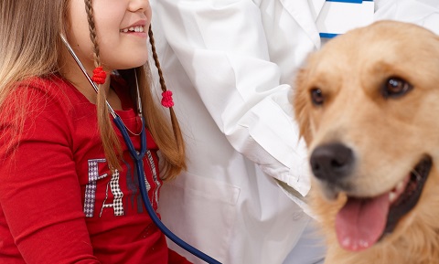 Ultrasound Examination in Dogs