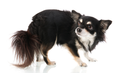 Urinary Incontinence (Urethral Incontinence) in Dogs