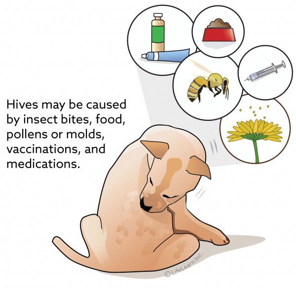 how long does it take for dog hives to go away