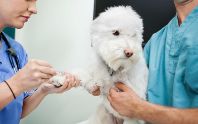 Diabetes Mellitus - Principles of Treatment in Dogs