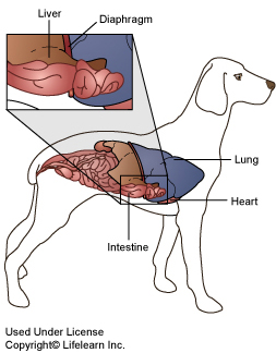 what is a diaphragmatic hernia in a dog